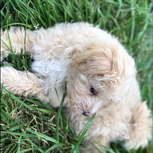 Meet your Posher, Donna